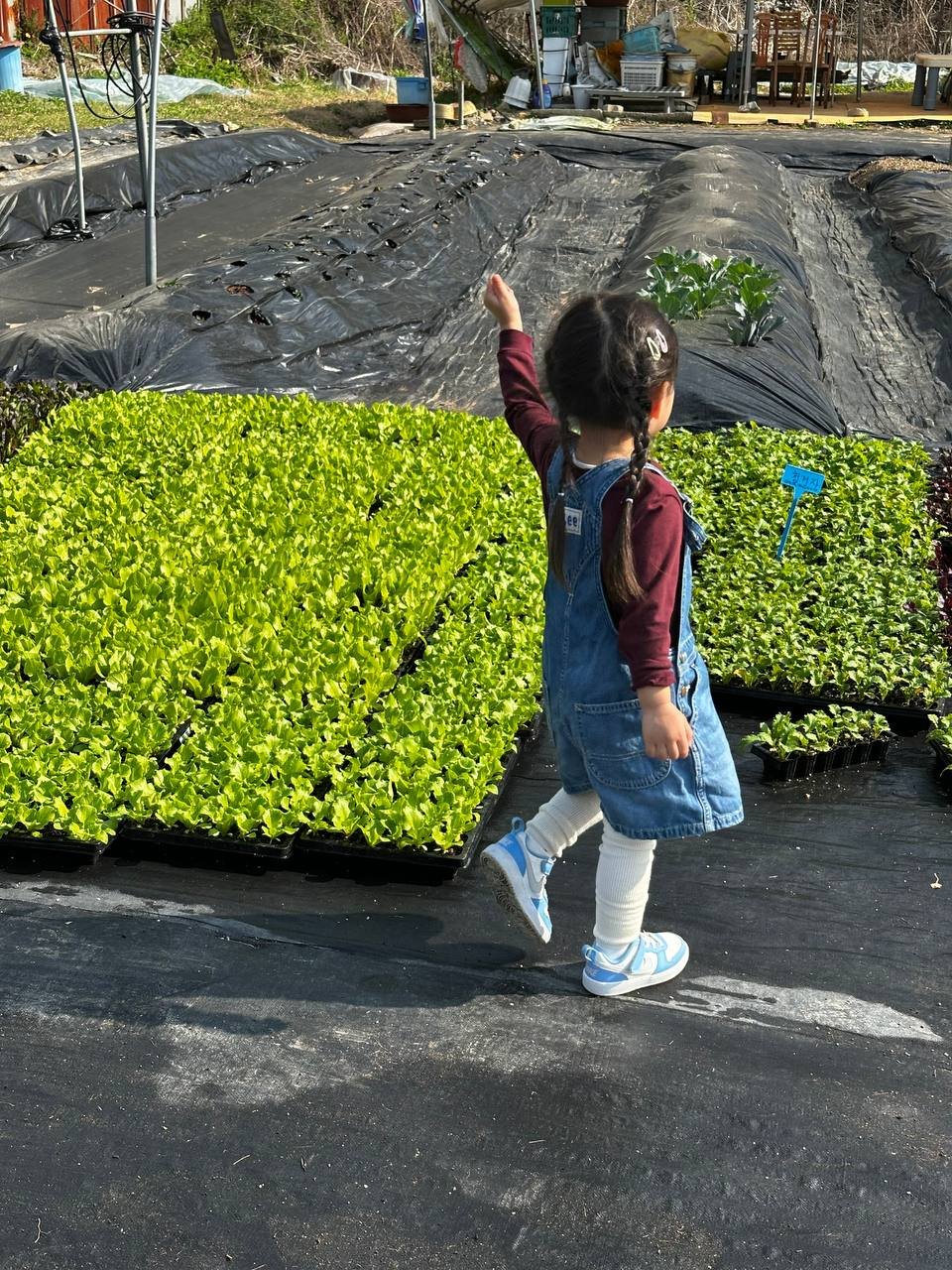 의왕 한밭농원 모종시장 전경과 데님 멜빵치마 입은 아이가 비닐하우스 앞에서 걸어가는 모습