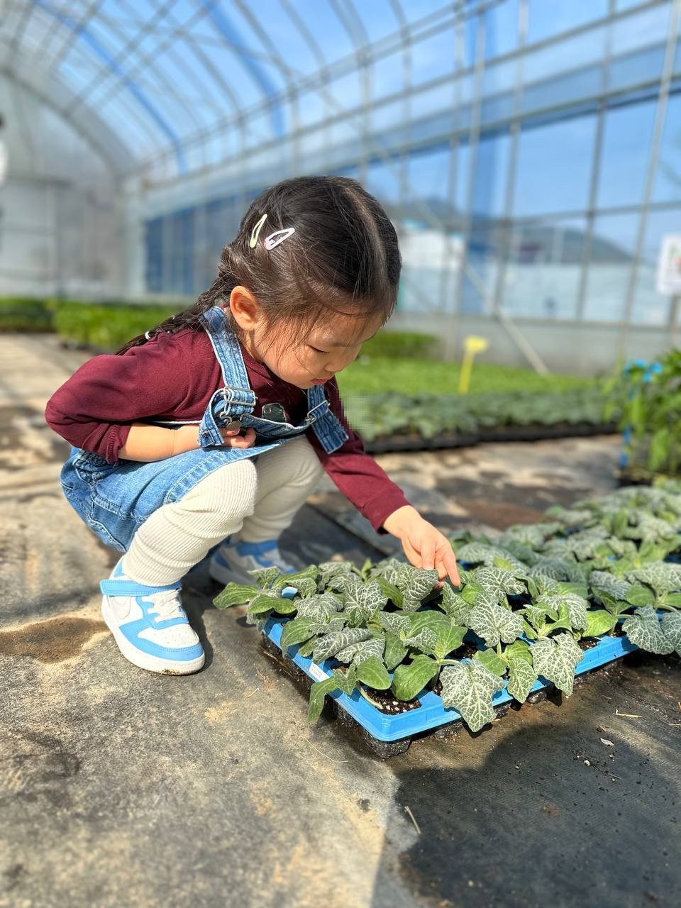 비닐하우스 안에서 아이가 쪼그려 앉아 파란색 용기의 배추과 채소 모종을 관찰하는 모습